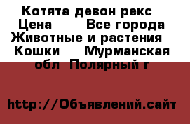 Котята девон рекс › Цена ­ 1 - Все города Животные и растения » Кошки   . Мурманская обл.,Полярный г.